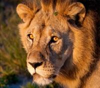 Lion Stare